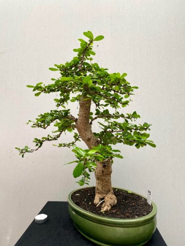219 bonsai carmona nr 219 3