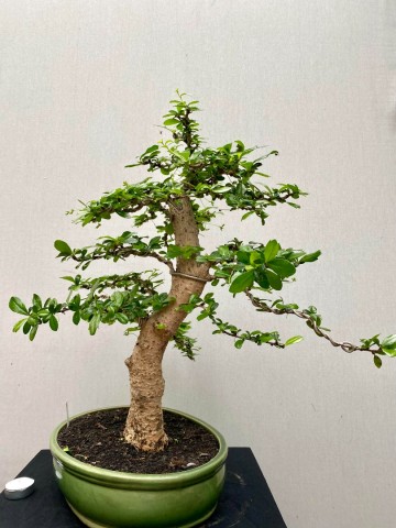 219 bonsai carmona nr 219 6