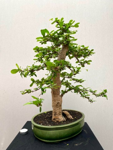 219 bonsai carmona nr 219 7