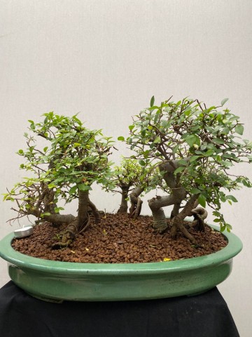 221 bonsai zelkova bossage nr 221 1