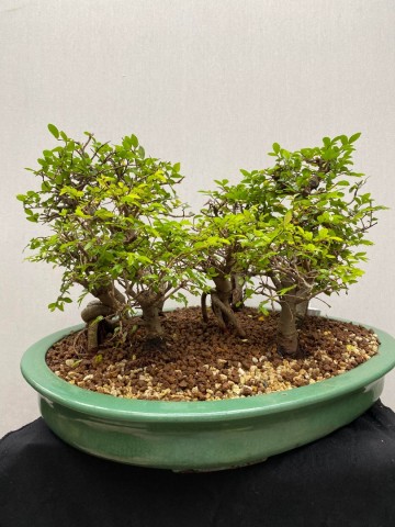 221 bonsai zelkova bossage nr 221 2