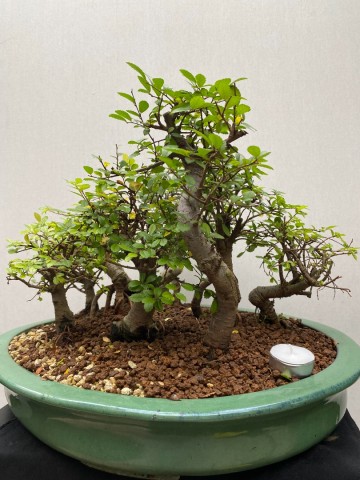 221 bonsai zelkova bossage nr 221 3