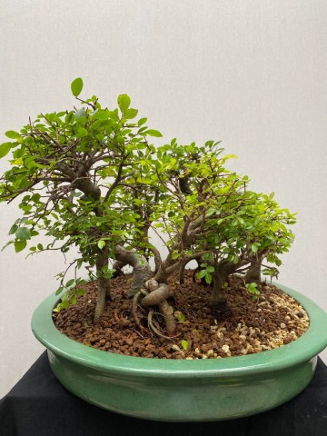 221 bonsai zelkova bossage nr 221 4