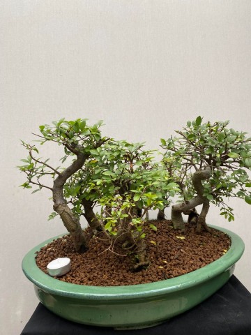 221 bonsai zelkova bossage nr 221 5