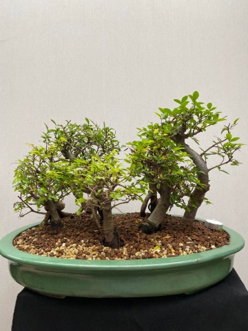 221 bonsai zelkova bossage nr 221 7