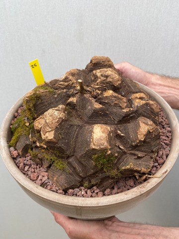 25 dioscorea mexicana nr 25 6