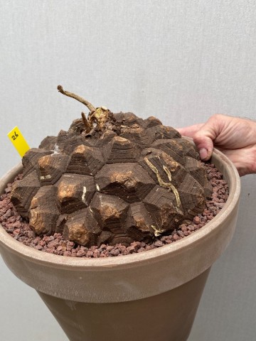 26 dioscorea mexicana nr 26 8