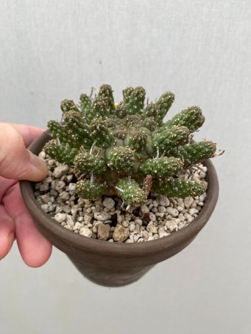 3 euphorbia gamkaensis 3  1