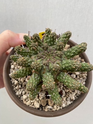 3 euphorbia gamkaensis 3  3