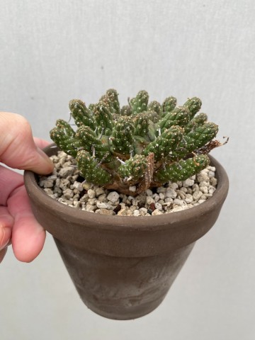 3 euphorbia gamkaensis 3  4