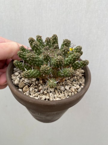 3 euphorbia gamkaensis 3  5
