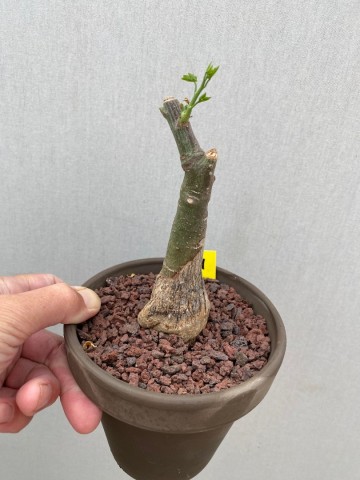 4 adenia glauca 1