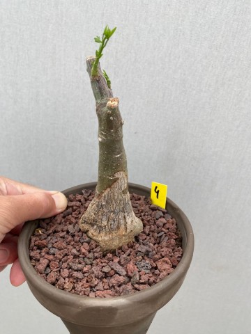 4 adenia glauca 2