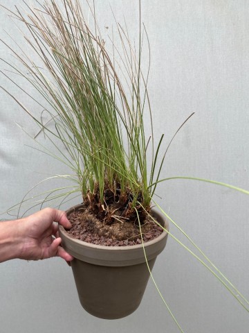 4 calibanus hookeri nr 4 5