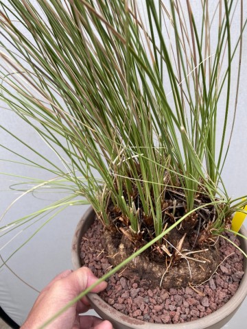 4 calibanus hookeri nr 4 6