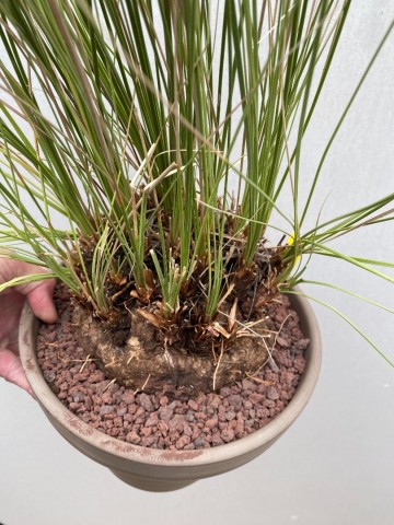 4 calibanus hookeri nr 4 7