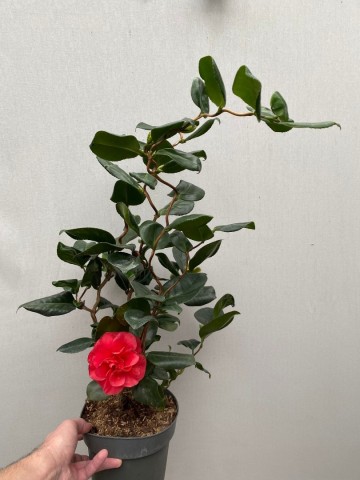 4 camellia japonica curly lady large 1