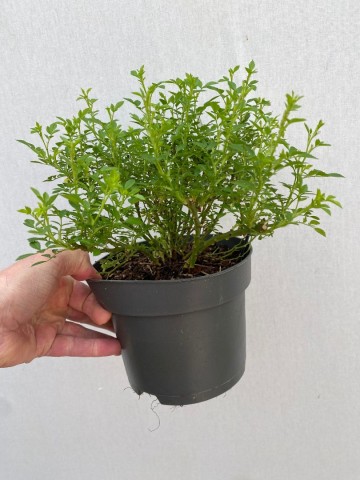 4409210539806838867091766451717925922078460n