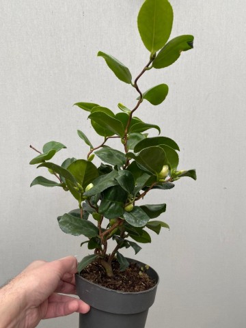 5 camellia japonica curly lady 2