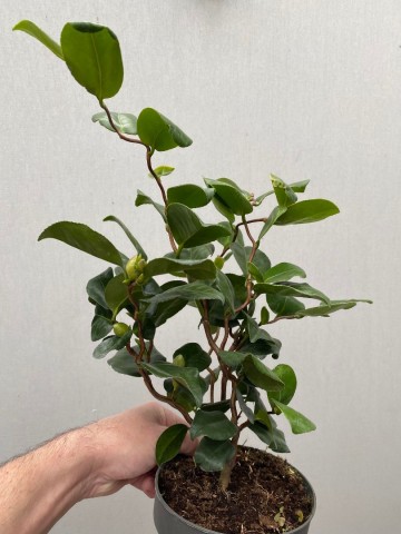 5 camellia japonica curly lady 4