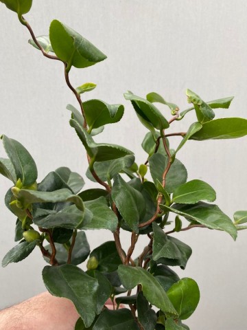 5 camellia japonica curly lady 5