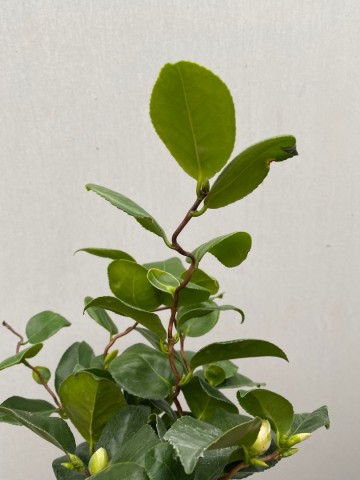 5 camellia japonica curly lady 6