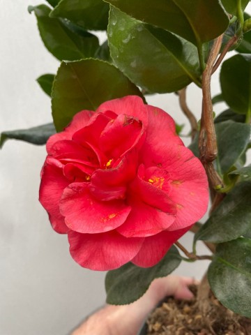 5 camellia japonica curly lady 7