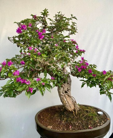 58 bonsai bougainvillea nr 058 1