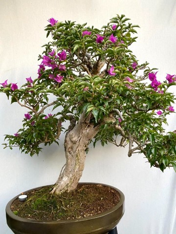 58 bonsai bougainvillea nr 058 2