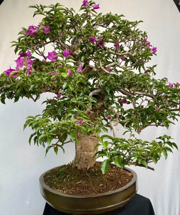 58 bonsai bougainvillea nr 058 3