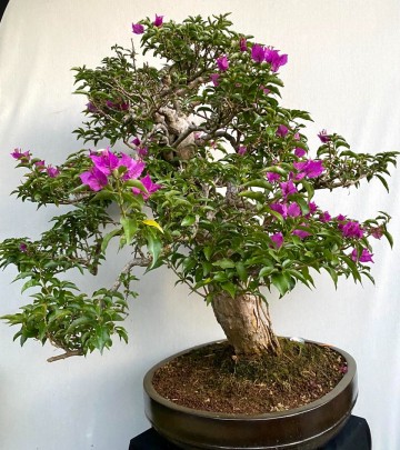 58 bonsai bougainvillea nr 058 5