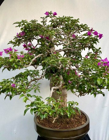 58 bonsai bougainvillea nr 058 6