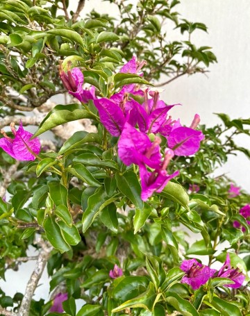58 bonsai bougainvillea nr 058 7