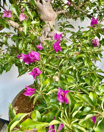 58 bonsai bougainvillea nr 058 8