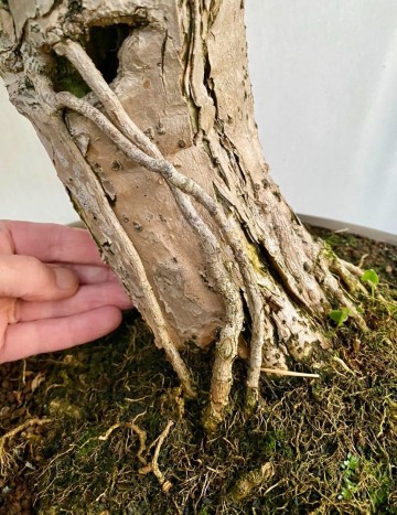 58 bonsai bougainvillea nr 058 9