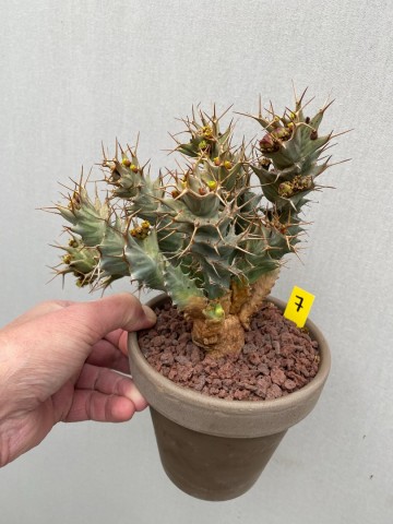 7 euphorbia tortirama nr 7 1