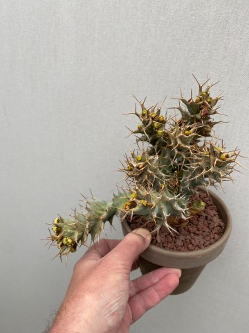 7 euphorbia tortirama nr 7 2