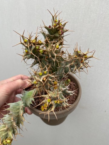 7 euphorbia tortirama nr 7 4