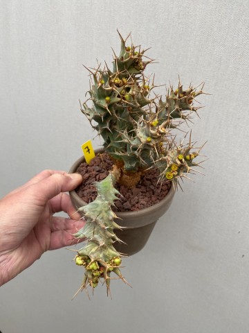 7 euphorbia tortirama nr 7 6