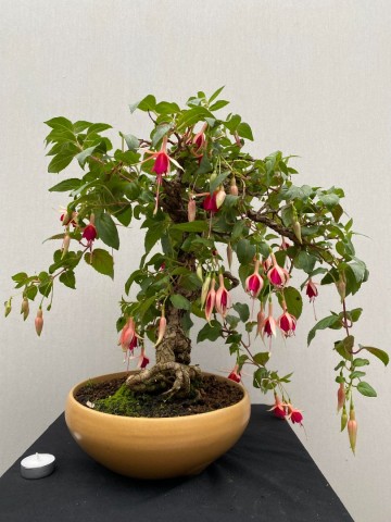 87 bonsai fuchsia nr 87 3