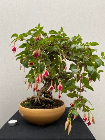 87 bonsai fuchsia nr 87 4