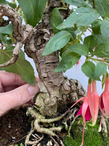 87 bonsai fuchsia nr 87 7