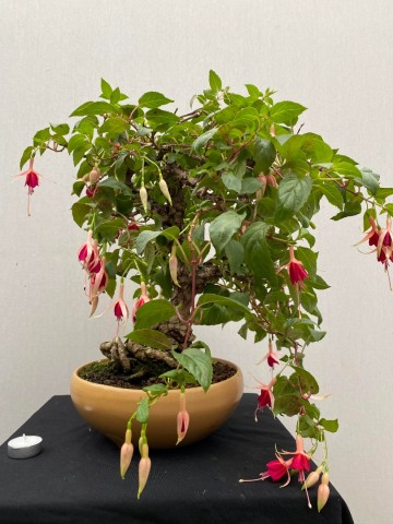 87 bonsai fuchsia nr 87 8