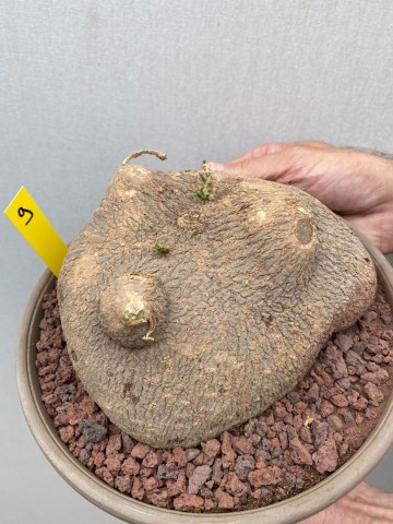 9 ibervillea lindheimeri nr 9 2