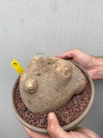 9 ibervillea lindheimeri nr 9 5