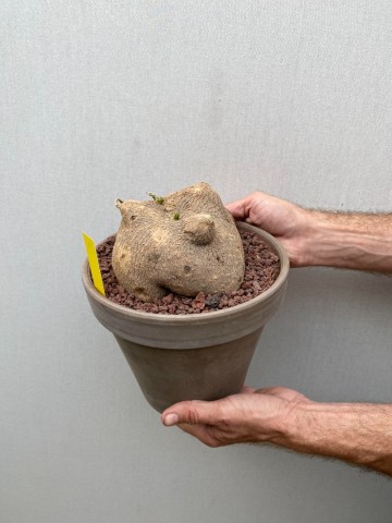 9 ibervillea lindheimeri nr 9 7