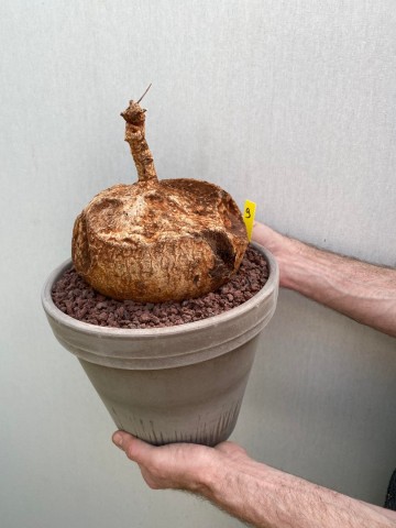 9 ipomoea bolusii large size nr 9 2