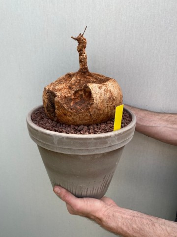 9 ipomoea bolusii large size nr 9 4