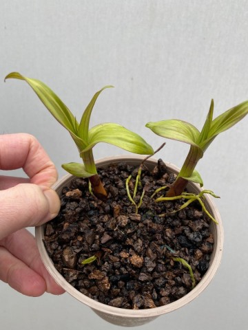 Bletilla striata 2 1