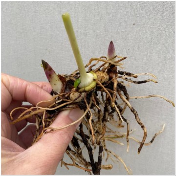 Bletilla striata roze rizoom 4